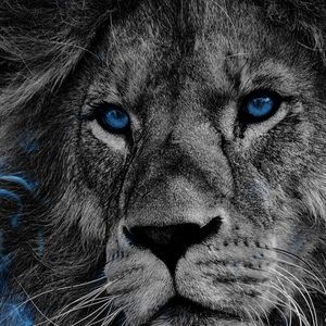 Meet your Posher, Adeel